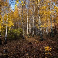 По лиственным коврам. Акцент :: Владимир Макаров