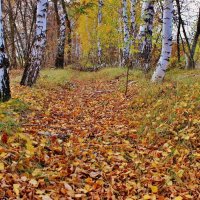 Осень ковёр расстелила из листьев, Чтобы в лесу было ярко и пышно :: Восковых Анна Васильевна 