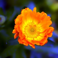 calendula :: Zinovi Seniak