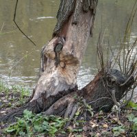 Дикие звери в городе Москва. :: Яков Реймер