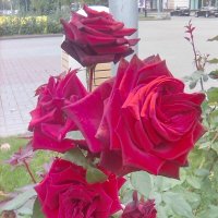 Осенние розы :: Марта Васильева 