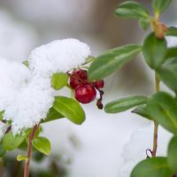 Брусника и первый снег :: Оксана Галлямова