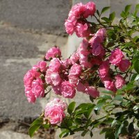 Эта плетистая роза роскошно цвела в конце мая и вот сейчас цветёт снова! :: Татьяна Смоляниченко