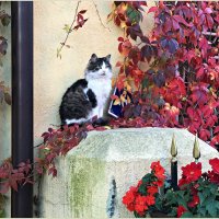 Осенний кот. :: Валерия Комова