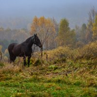 Лошадь в тумане :: Ольга Решетникова