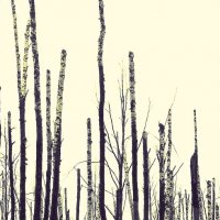 Ощетинившийся лес :: Елена Минина