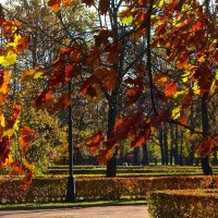 буйство осенних красок :: Елена 