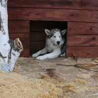 Таможня даёт добро... :: Ольга 