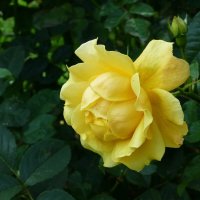 Желтая роза :: Лидия Бусурина