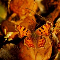 бабочки 28 октября...3 :: Александр Прокудин