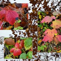 Осень, цвета и формы .... :: Heinz Thorns