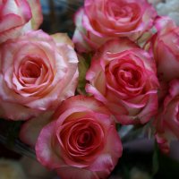 Про розы ... :: Алёна Савина