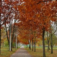 Осенняя аллея в парке :: Liliya Kharlamova