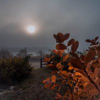 Туман и солнце. :: надежда губина 