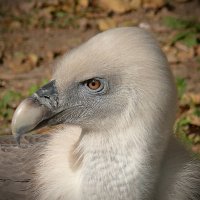 Белоголовый гриф :: Асылбек Айманов