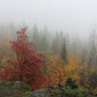 Осенний костёр в тумане :: Ольга 