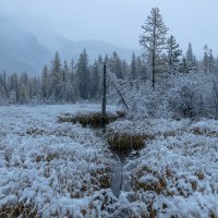 По первом снегу. :: Марина Фомина.