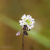 Утром пчёлка пьёт нектар, цветок дал ей его в дар... :: Анатолий Клепешнёв