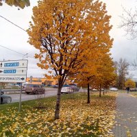 Дорога в Пирогово. :: Павел Михалёв