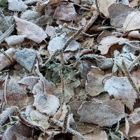 Ноябрь. Замерзшие листья. :: Борис 