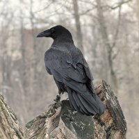 чёрный ворон :: равил митюков