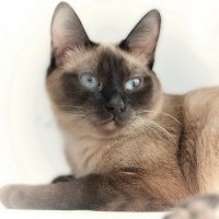 кошка по имени Сосиська :: равил митюков