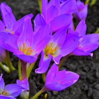 Красивые,сиреневые цветы-КРОКУСЫ!!! :: Дмитрий Багмет
