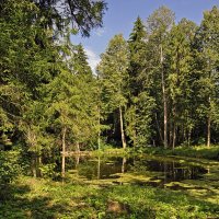 Лесной пруд :: Надежда Лаптева