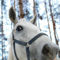 Лошадь :: Valeriya 