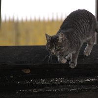 Прыжок пантеры (Из жизни монастырских котов) :: Natalie .