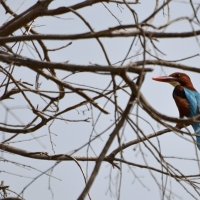 24.03.12 Красноклювая альциона (лат. Halcyon smyrnensis) :: Борис Ржевский