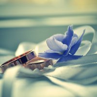 Wedding Rings 3 :: Kira Gren
