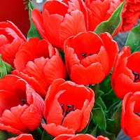 «Просто красные тюльпаны» :: Александр NIK-UZ
