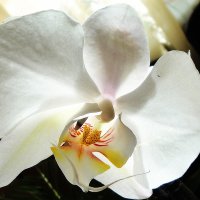 Орхидея :: Матненко Ольга 