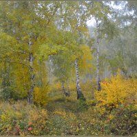 Осенний лес укроет дымкой белою туман. :: galina tihonova