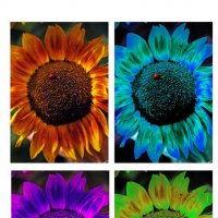 spectrum in the sunflower :: Алёна ChevyCherry