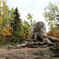 Каменный город, п. Усьва, Пермский край, пень-сторожил :: Катерина ч