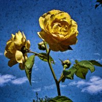 Цветы и Небо :: Alexander Smirnoff