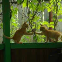 Счастливое детство :: Денис Кузнецов