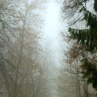 Аллея в туман :: Владимир ЯЩУК
