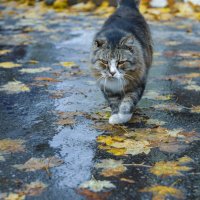 летящей походкой :: Александр Леонов