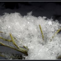Снег. :: Вера Литвинова
