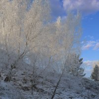 Морозным ноябрьским утром :: Сергей Шаврин