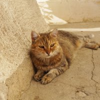 Севастопольский кот :: Наталия Григорьева