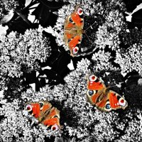Бабочки :: Мария Алешина