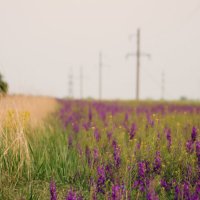 Весна :: Яна Горбунова