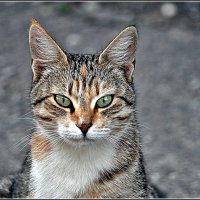 И  СНОВА - АНАПА!.. :: Валерий Викторович РОГАНОВ-АРЫССКИЙ