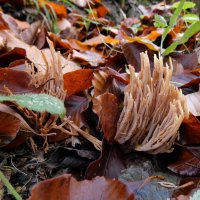 Ramaria stricta :: Heinz Thorns