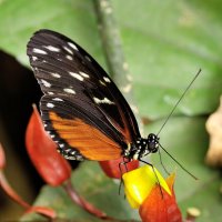 Heliconius hecale :: Bo Nik