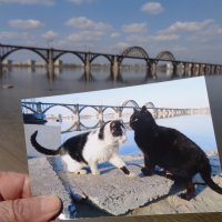 Попытка увидеть мост глазами котов... :: Alex Aro Aro Алексей Арошенко